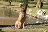 MALINOIS 1093